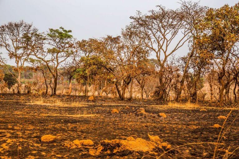 Ausgebrannte Landschaft mit verkohlten Bäumen, schwarzer Erde und einzelnen gelben Gesteinsformationen unter blassem Himmel