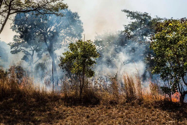 Rauchender Waldbrand mit Flammen in vertrockneten Gräsern, Bäume im Hintergrund stehen in blauem Rauch