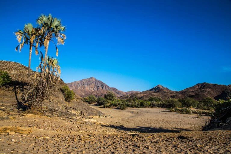 Felsige Wüstenlandschaft mit kargen Palmen, steinigem Boden und Bergen am Horizont unter blauem Himmel