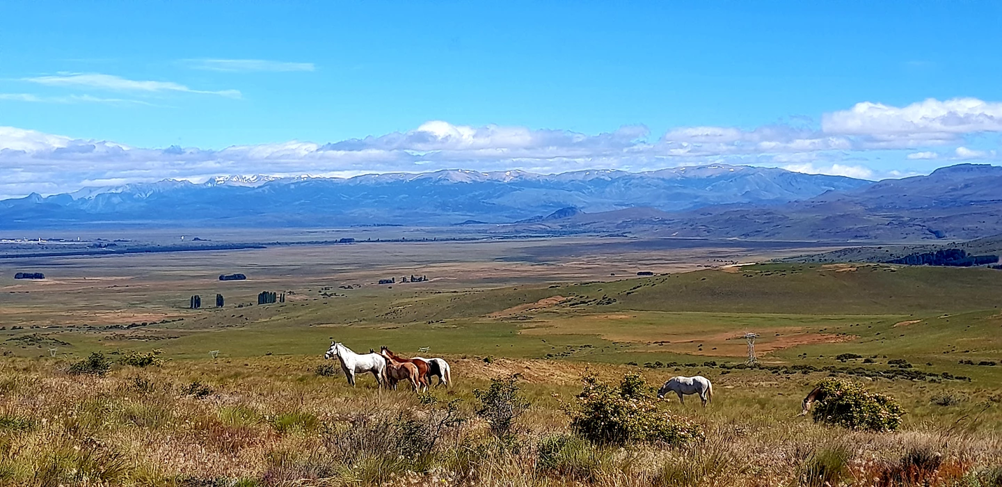 Mehrere weiße und braune Pferde grasen auf Grasland mit schneebedeckten Bergen im Hintergrund, weite Prärie-Landschaft