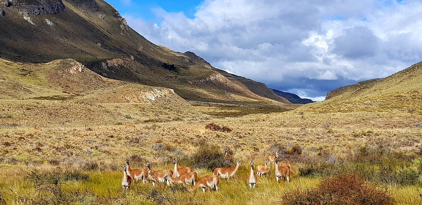 Gruppe von 10 rötlich-braunen Guanacos in Graslandschaft, im Hintergrund felsige Berge mit bewölktem Himmel