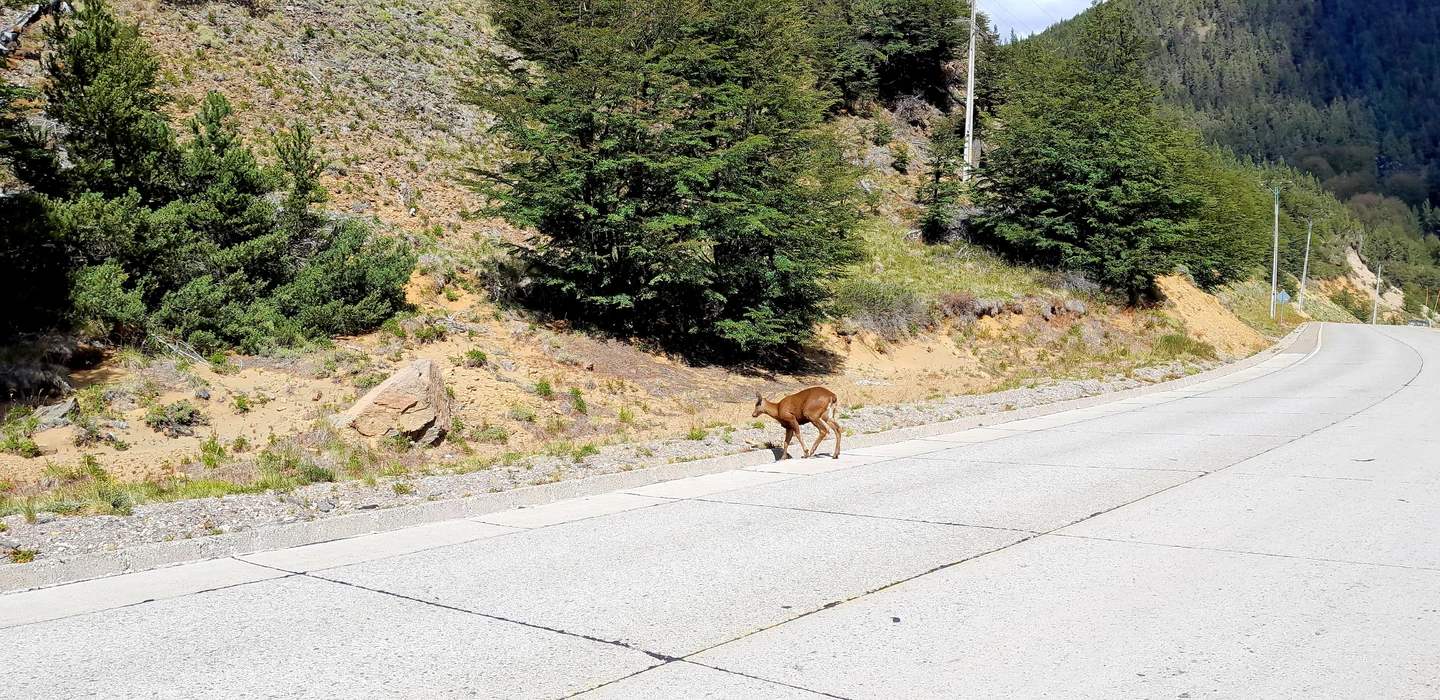 Einzelner brauner Wildhirsch überquert eine leere Gebirgsstraße, umgeben von Tannen und felsigem Gelände