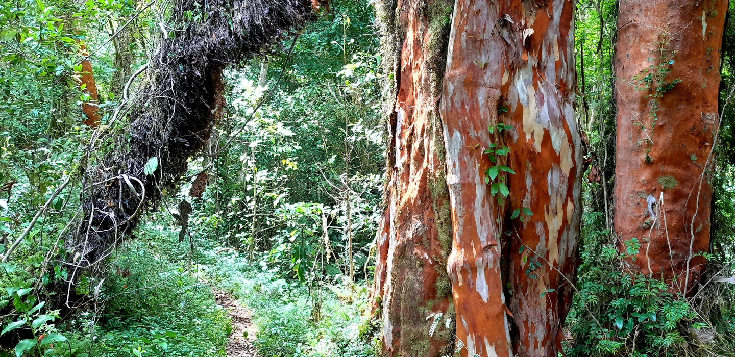 Schmaler grüner Waldweg zwischen großen Bäumen mit auffällig rot-weißer Rinde in dicht bewachsener Waldlandschaft