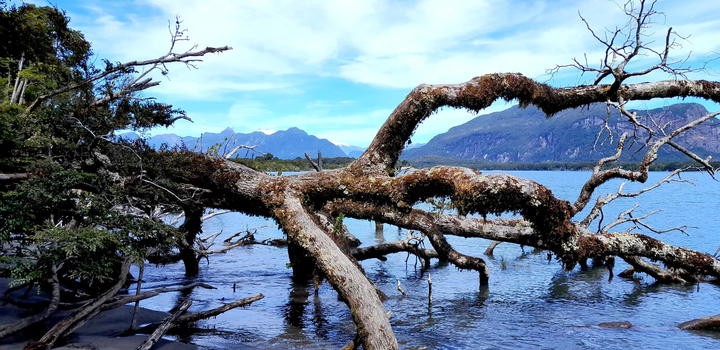 Abgestorbene, moosbedeckte Baumstämme ragen aus blauem Gebirgssee, Berge im Hintergrund, Patagonien-Landschaft