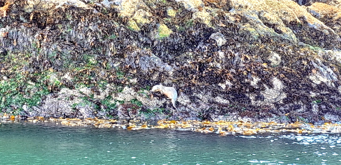 Grau-weißer Seelöwe sitzt auf Felsvorsprung über grünem Gewässer mit Muschelbesatz