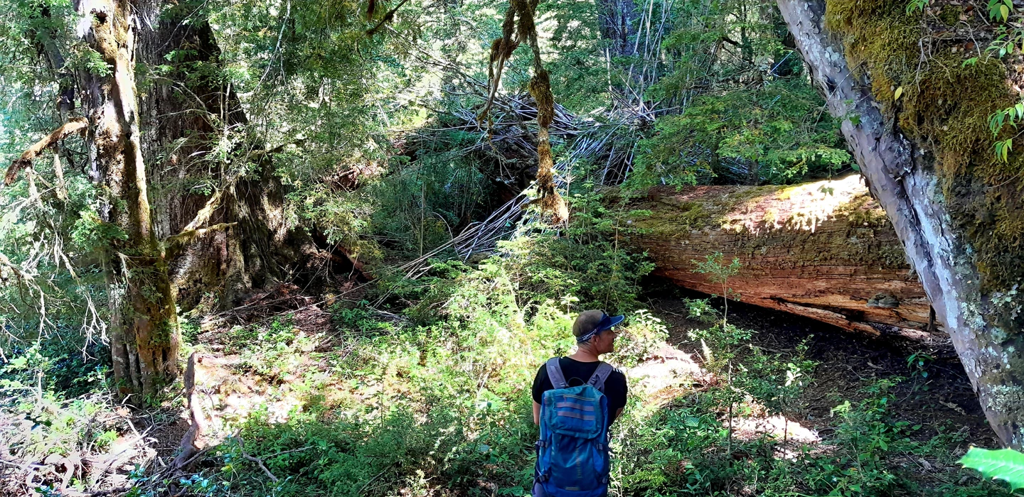 Wanderer mit blauem Rucksack steht zwischen moosbewachsenen Bäumen und einem großen, liegenden Baumstamm im dichten Wald