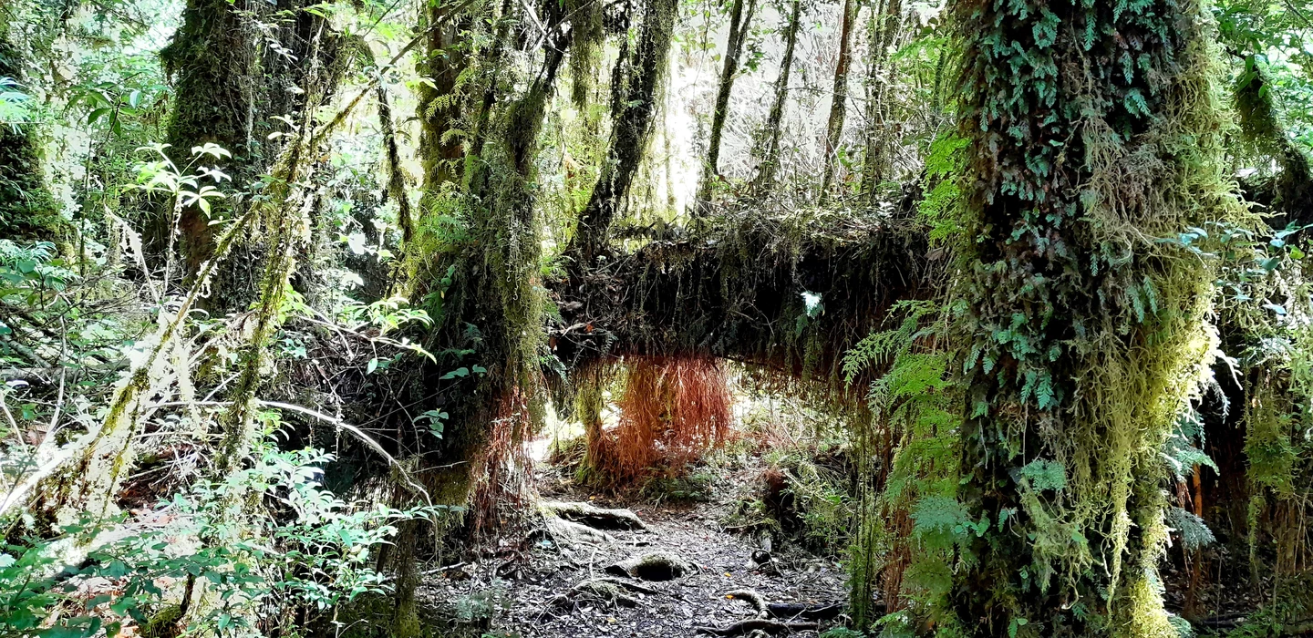 Enger Waldweg mit moosbedeckten Bäumen, Wurzeln und grünem Farnwachstum in dichter Waldlandschaft