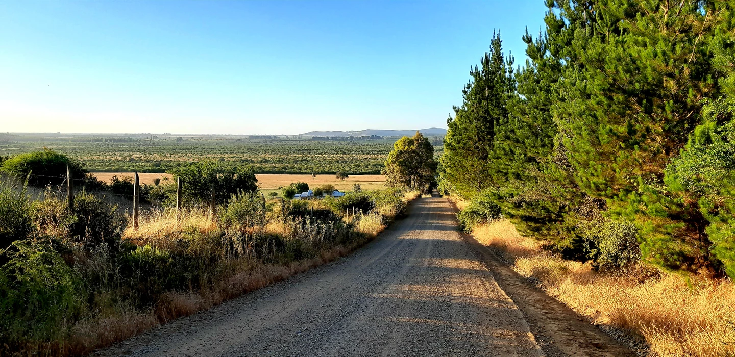 Unbefestigte Schotterstraße führt zwischen Kiefern und Buschwerk hindurch, weite Agrarlandschaft im Hintergrund