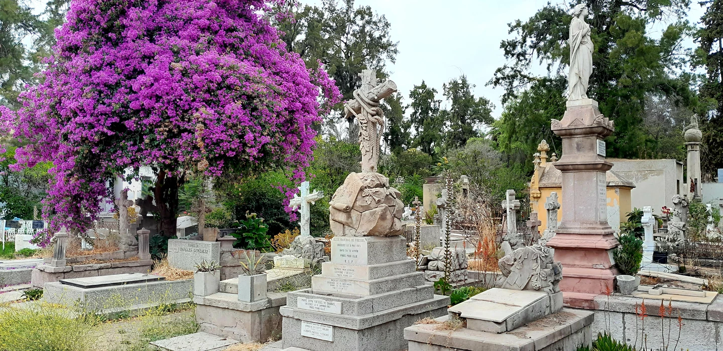 Alter Friedhof mit Grabsteinen, Kreuzen und einem großen, violett blühenden Baum im Hintergrund