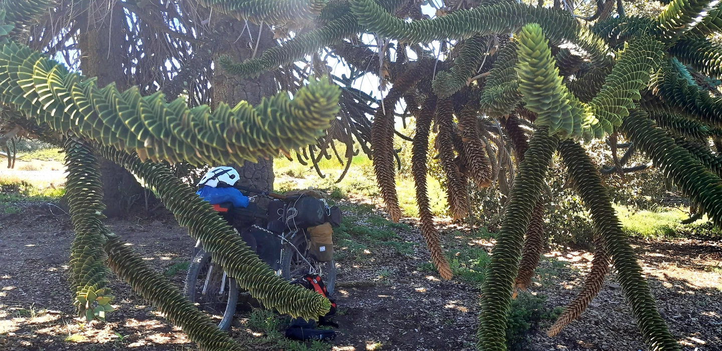 Mountainbike lehnt unter mächtigen Araukarien mit spiralförmigen Zweigen und Zapfen, Sonnenlicht durchfällt Baumkronen