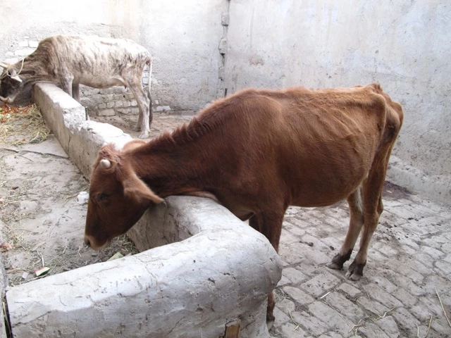 Braune, abgemagerte Ziege steht an einer weißen Steinmauer in einem kargen Stallbereich