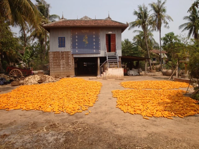 Große Mengen gelber Maiskolben breiten sich auf dem Boden vor einem traditionellen Holzhaus mit Palmen aus