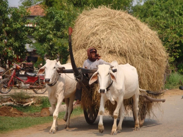 Zwei weiße Ochsen ziehen einen beladenen Heuwagen auf einer Landstraße mit Motorrad im Hintergrund