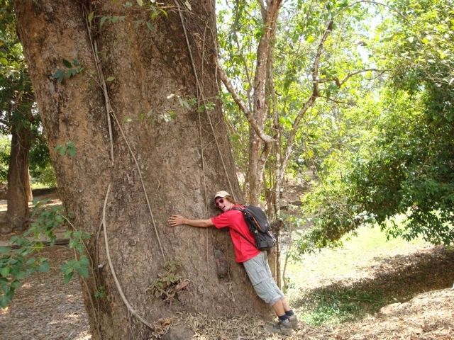 Person in rotem Shirt lehnt an einem massiven, alten Baum mit rauer Rinde in einem sonnigen Waldgebiet
