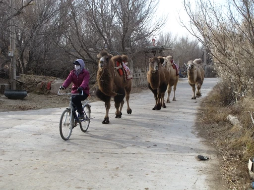 Mehrere Kamele und eine Radfahrerin auf einem schneebedeckten Landweg mit kahlen Bäumen im Hintergrund