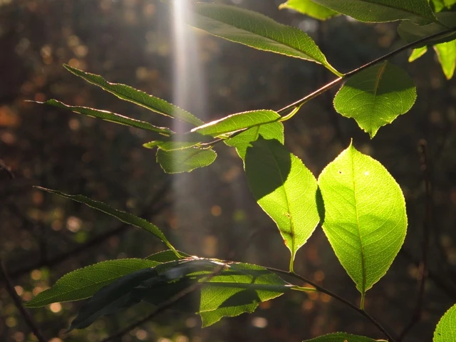 Grüne Blätter eines Baumes, von Sonnenlicht angestrahlt, mit leuchtendem Grün und weichen Konturen