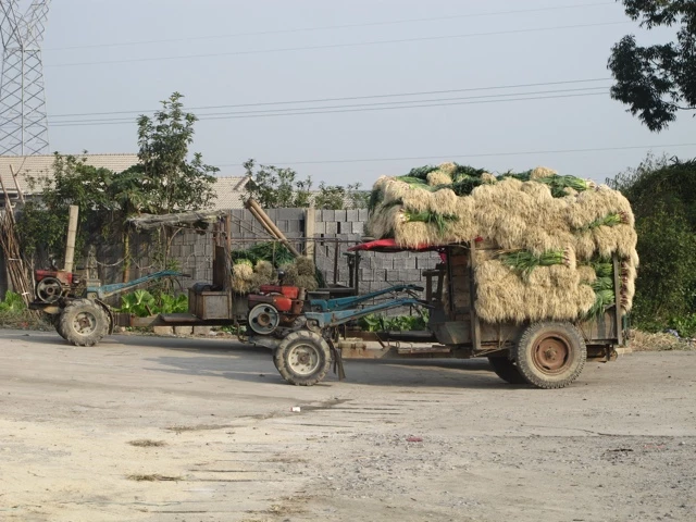 Alter blauer Traktor mit überfülltem Anhänger, beladen mit beige-grünen Reisstrohbündeln auf einer staubigen Landstraße