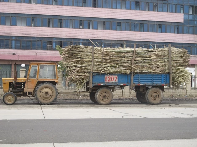 Gelber Traktor mit blauem Anhänger, vollbeladen mit Bündeln von Zuckerrohr vor einem mehrstöckigen Gebäude