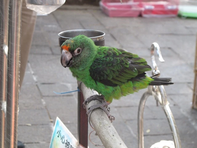 Grün-schwarzer Papagei mit orangefarbener Stirn sitzt auf weißer Metallstange vor unscharfem Hintergrund