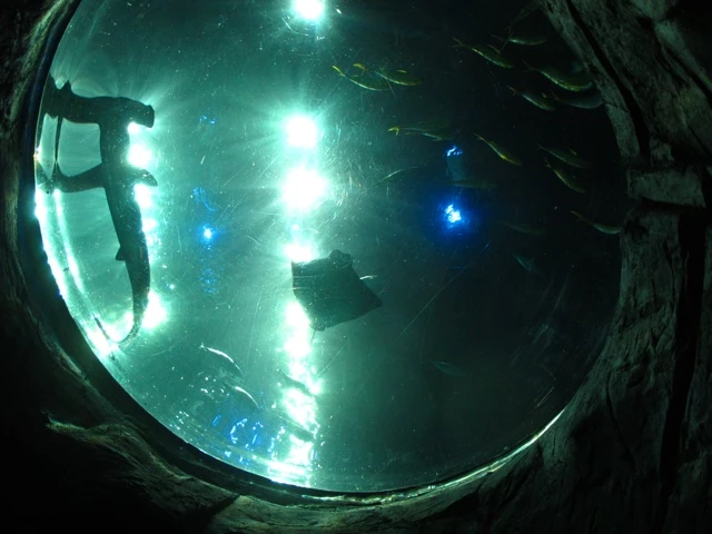 Grünlich schimmernde Unterwasserszene mit verschwommenen Silhouetten und leuchtenden blauen Punkten