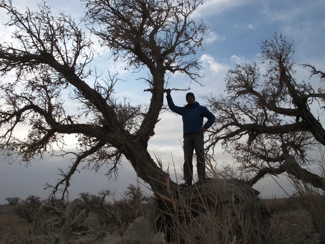 Kahler Baum mit ausladenden Ästen, eine Person in blauer Jacke steht auf einem Ast vor grauem Himmel