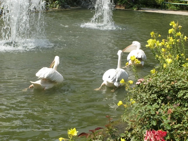 Drei weiße Pelikane schwimmen in einem Teich mit Wasserfontänen, umgeben von gelben Blumen und grünen Sträuchern