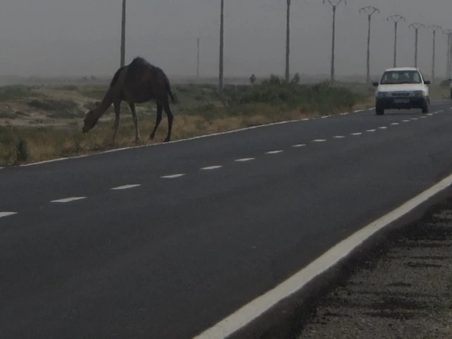 Einsames Kamel auf asphaltierter Straße, rechts ein weißes Auto, Strommasten im Hintergrund, trockene Landschaft