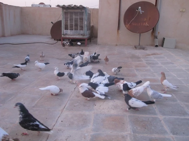 Mehrere Tauben in verschiedenen Farben sitzen auf gepflasterten Boden, im Hintergrund Satellitenschüssel und Klimagerät