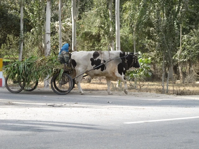 Schwarzweiße Kuh auf Landstraße, zieht Fahrrad beladen mit grünem Laub und Gemüse, Bäume im Hintergrund