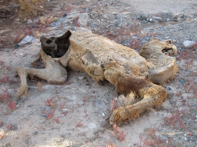 Mehrere vertrocknet liegende, tote Kamele auf steinigem Wüstenboden mit spärlicher Vegetation