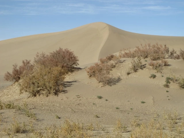 Große beige Sanddüne mit rostbraunen Sträuchern, karger Wüstenboden und blauem Himmel in der Taklamakan-Wüste
