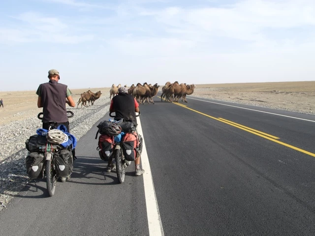 Zwei Fahrradreisende auf Asphaltstraße, im Hintergrund Kamelherde in karger Wüstenlandschaft mit blauem Himmel