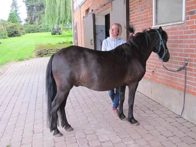 Dunkelbraunes Pferd steht auf Pflasterklinkerweg vor Ziegelgebäude mit weißgekleideter Person im Hintergrund