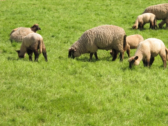 Mehrere Schafe mit dickem Fell grasen auf einer saftigen grünen Wiese, einige stehen dicht beieinander