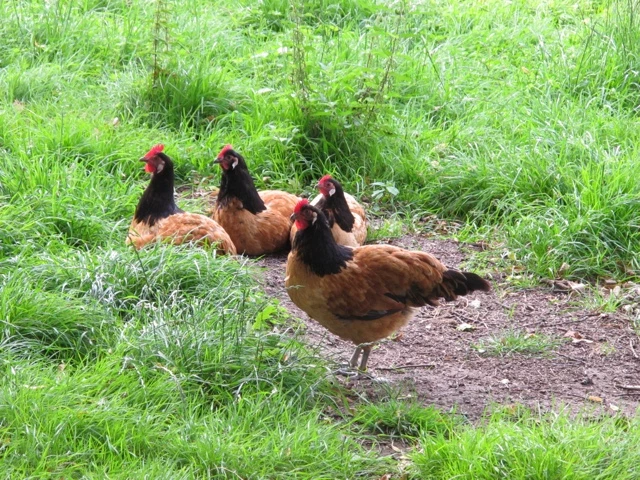 Drei braune Hühner mit schwarzem Kopf auf einem schlammigen Pfad zwischen grünem Gras